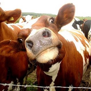 The cows seemed quite happy before we went into the paddock. (This isn't my photograph)