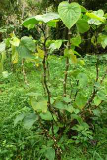 The Kava plant